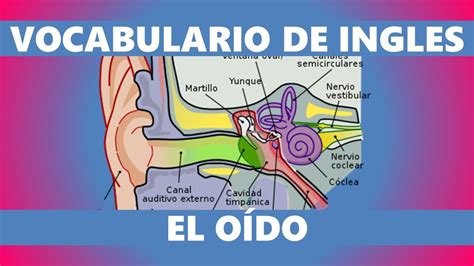 llodo in english|oido tapado en ingles.